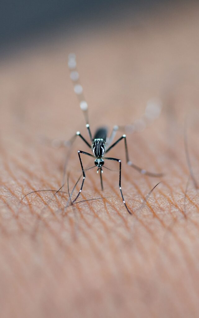 Close-up of a mosquito on human skin, highlighting detailed macro photography from Kaduna, Nigeria.